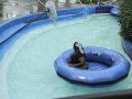 Sim's Challenge